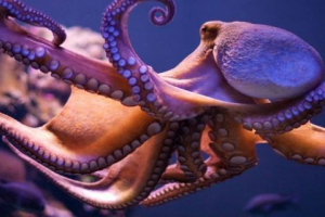 Скільки серця в восьминіг? Скільки серця в восьминіг?